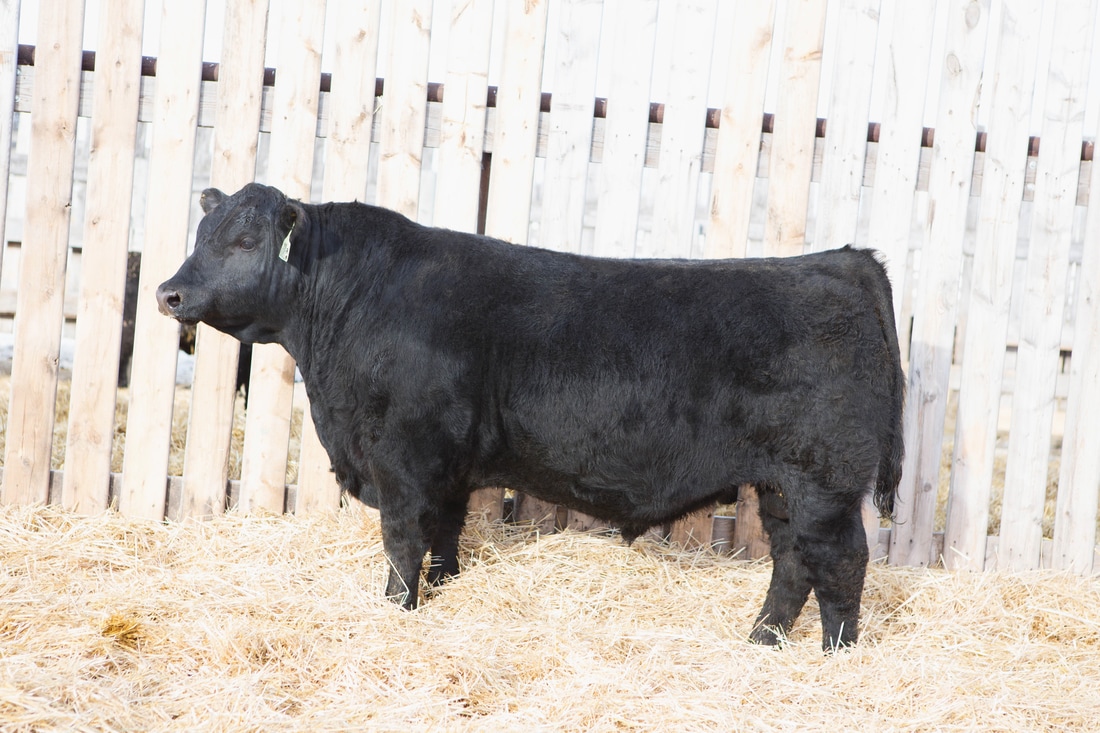 温家宝在政府工作报告中关注养猪业【beat365平台入口】(图2) beat365平台入口