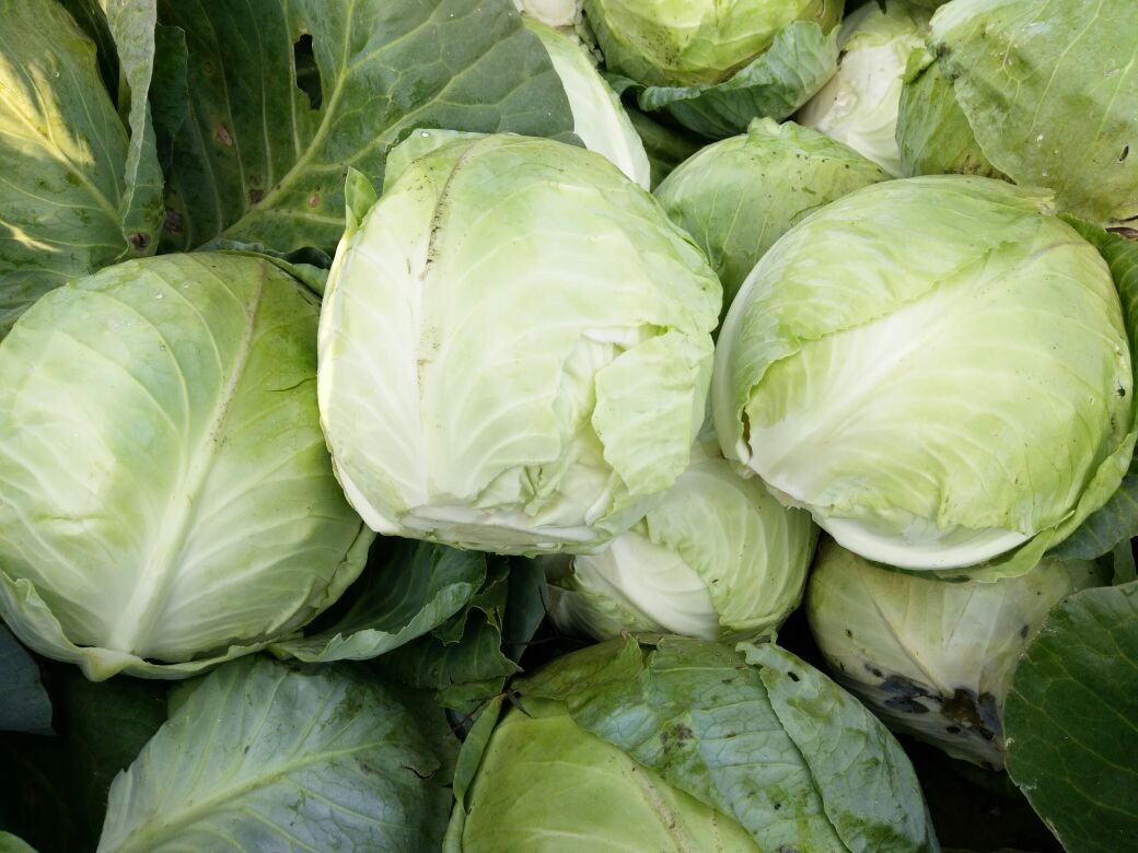 你关心的开学前相关问题，上海市教委这样回应！：beat365平台入口(图1)